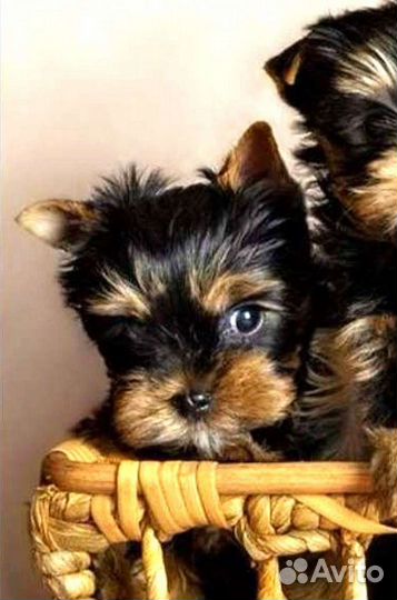 Йоркширский терьер мини