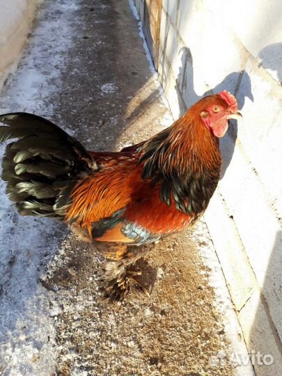 Петух брама