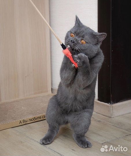 Коржик - шикарный парень в поисках настоящего дома