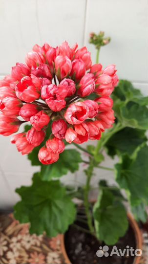 Герань тюльпановидная