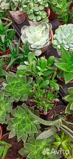 Суккуленты