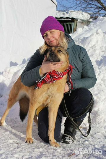 Спасите собаку из приюта