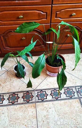 Бегония Клеопатра, спатифиллум высокий