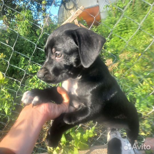 Щенки далматинца