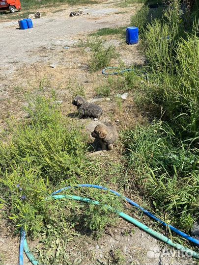 Щенки алабай