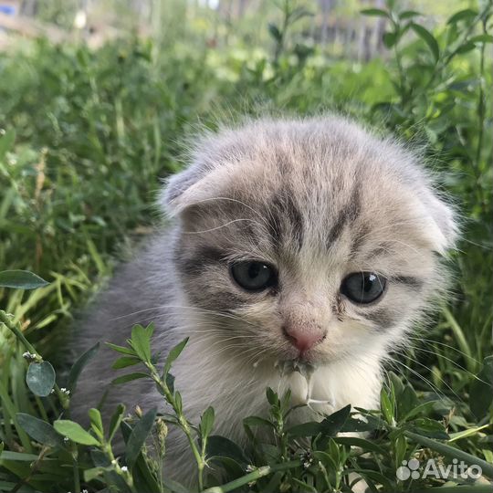 Отдам котят