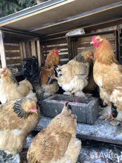 Куры брама инкубационное яйцо