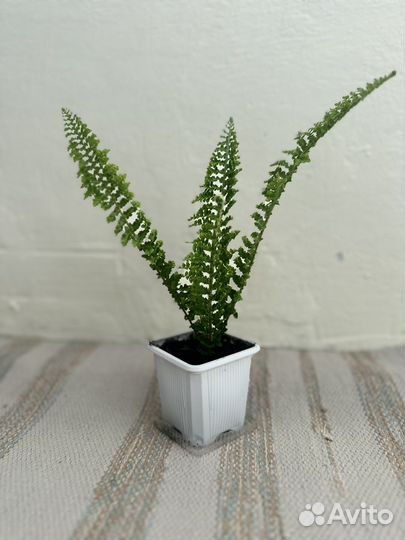 Папоротник кудрявый