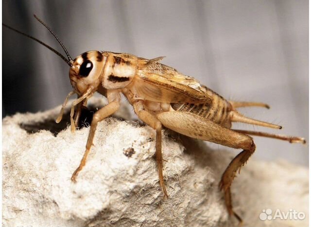 Сверчок домовой замороженный