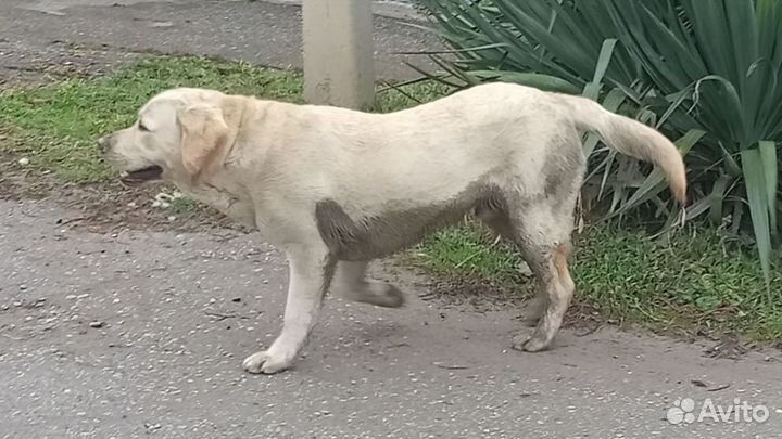 Лабрадор Белый