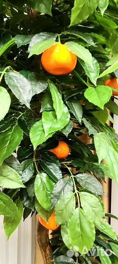 Мандариновое дерево с плодами искусственное