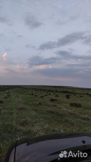Сено луговое разнотравье и суданка в тюках