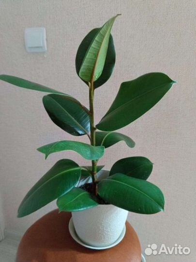 Фикус