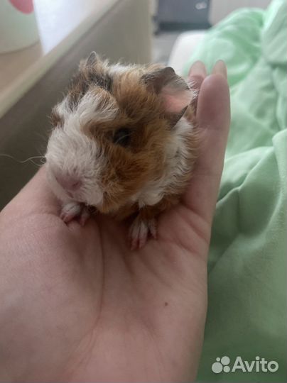 Морская свинка