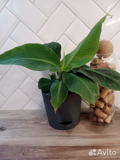 Банан Кавендиш