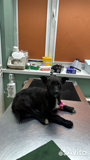 Спасенный щенок Черныш ищет дом