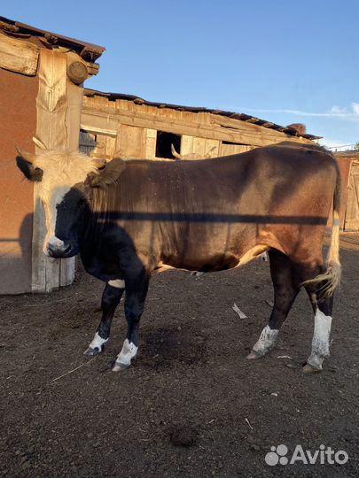 Коровы и телки стельные