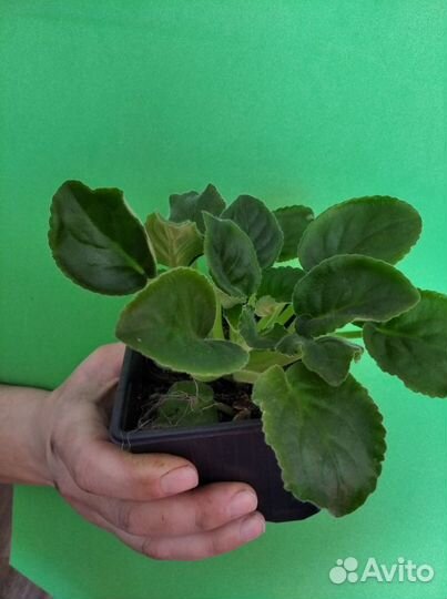 Фиалка комнатная белая