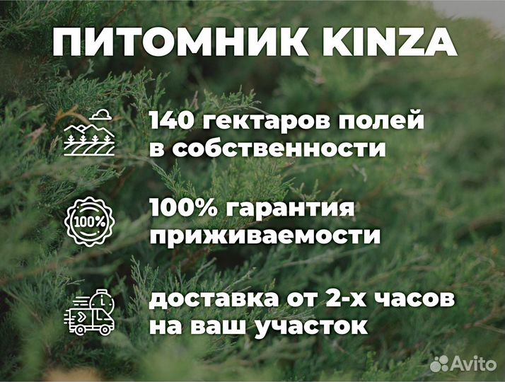 Туя смарагд 280 см