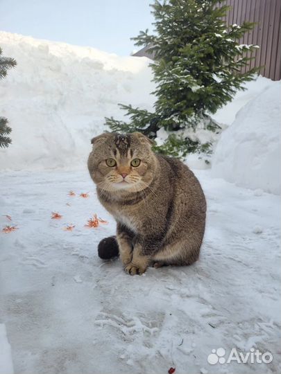 Шотландский кот вязка
