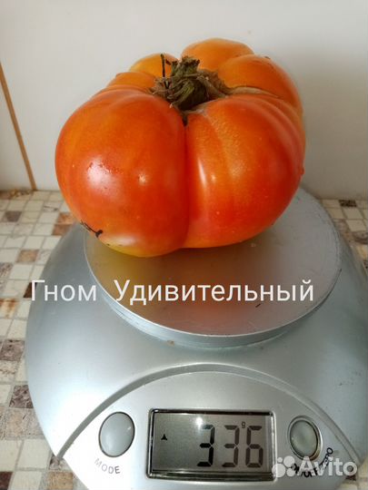Семена томатов гномы