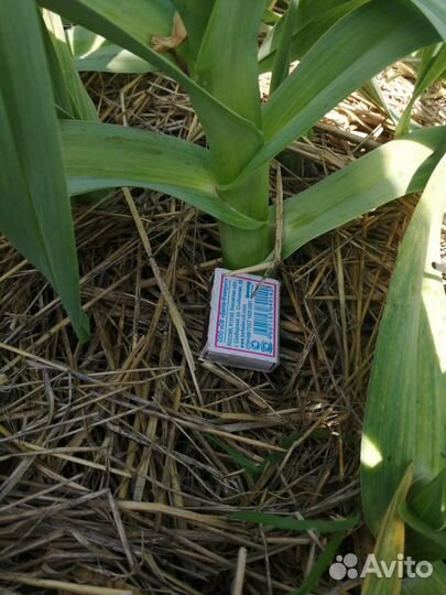 Слоновий чеснок - элита и супер элита