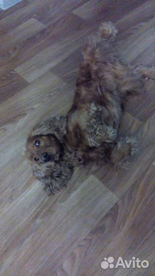 Кокер спаниель