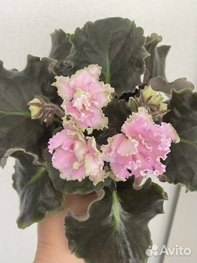 Фиалка сортовая рм Саломея