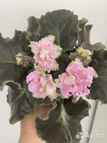 Фиалка сортовая рм Саломея