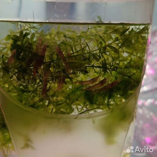 Аквариумные рыбки,креветки вишневая(черри)