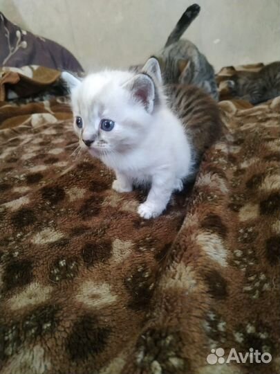 Отдам котят в Добрые руки