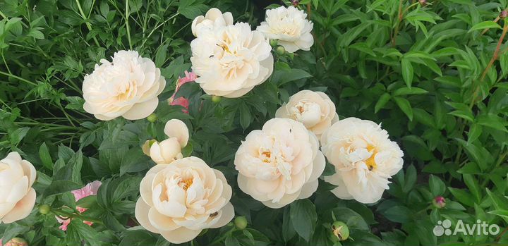 Семена сортовых пионов