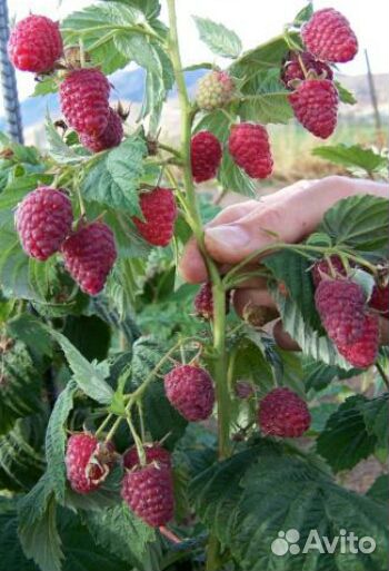 Ремонтантная малина