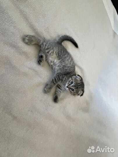 Котята метисы