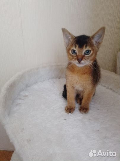Абисинский котенок
