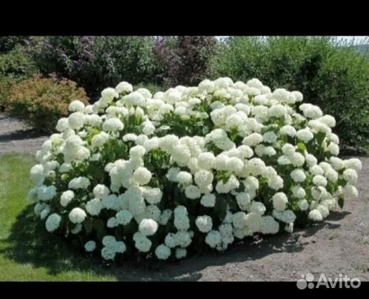 Гортензия Анабель зимостойкая