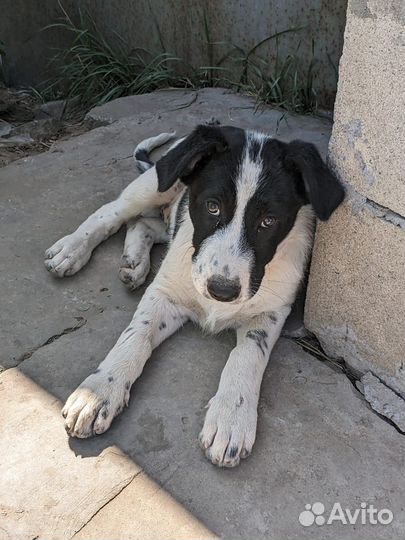 Щенок в добрые руки