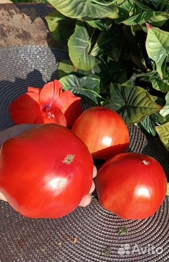 Семена томатов