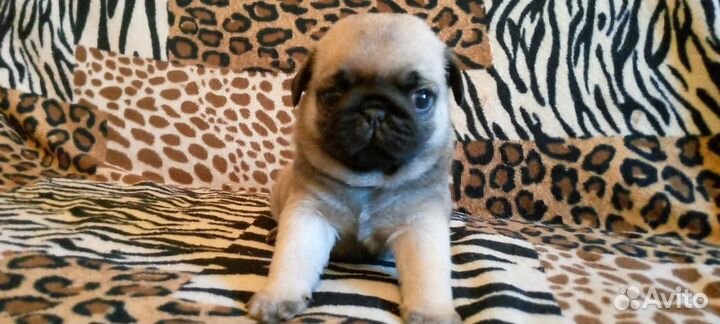 Щенки мопса