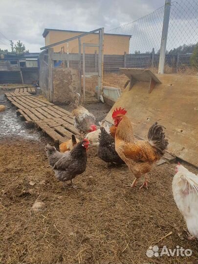 Куриные инкубационные яйца