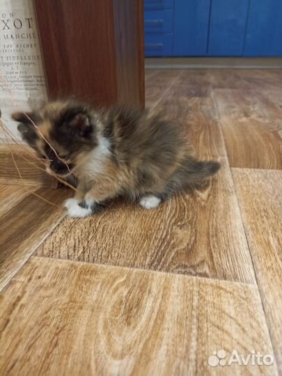 Кошка в дар бесплатно