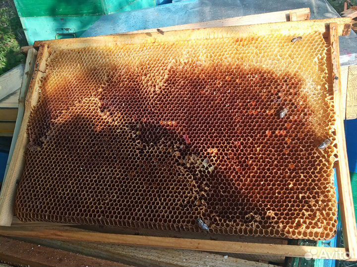 Рамки сушь, с вощиной для пчёл