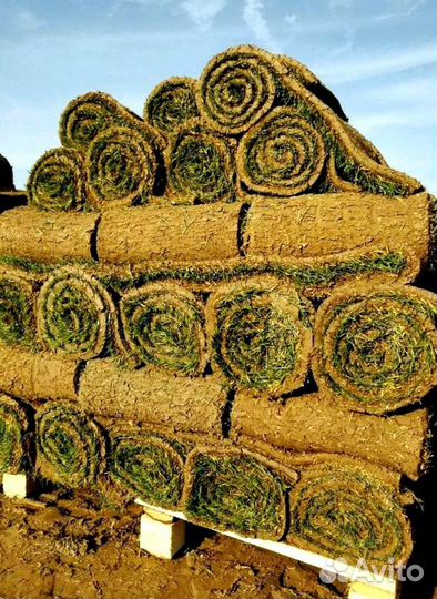Рулонный газон