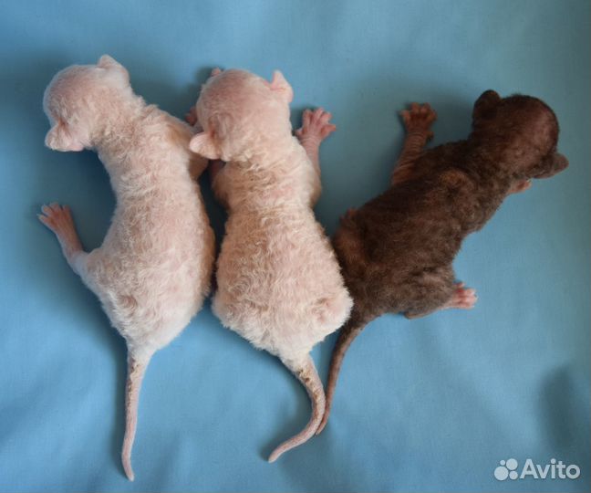 Корниш рекс котята
