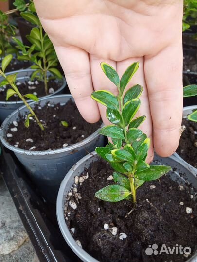 Саженцы садовых и комнатных растений