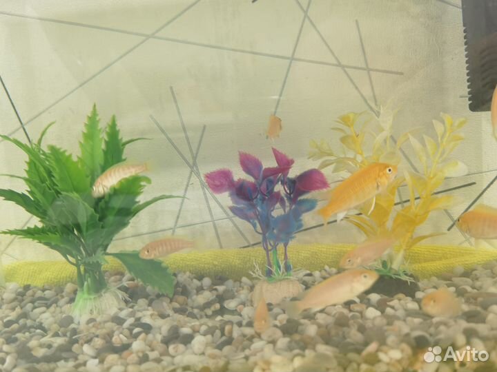 Аквариумные рыбки Цихлиды