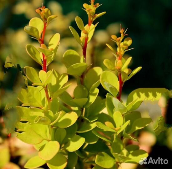 Барбарис тунберга Ауреа