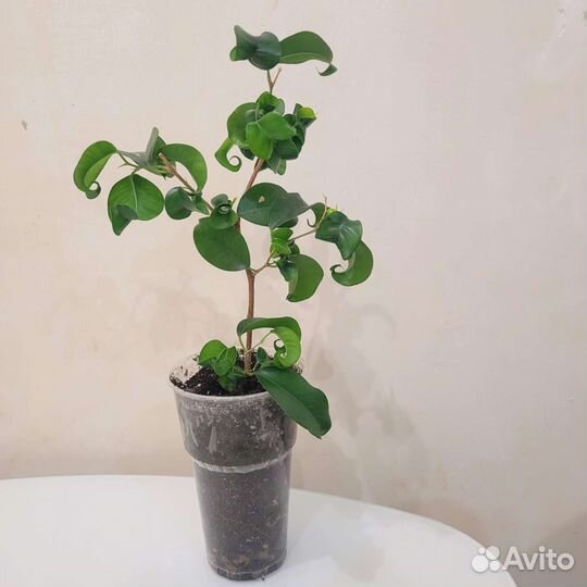 Фикусы Ирэн, Барок, Букле