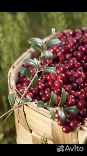 Брусника свежая