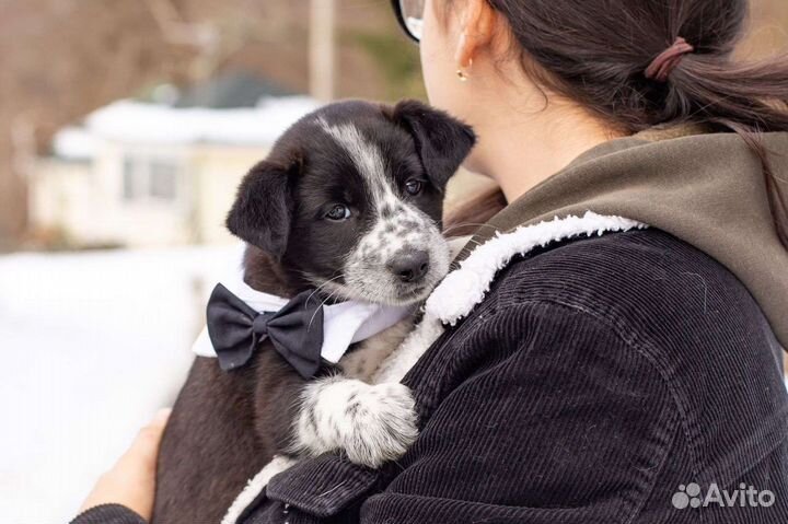 Щенок мальчик в дар